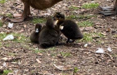 The Snug- A beautiful and characterful property connected to a historic Georgian Manor House - Foto 33