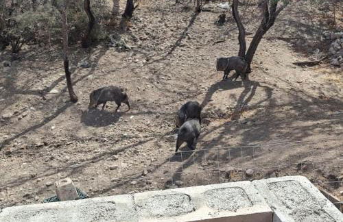 Vigilante Inn Immortal Camp - Foto 29