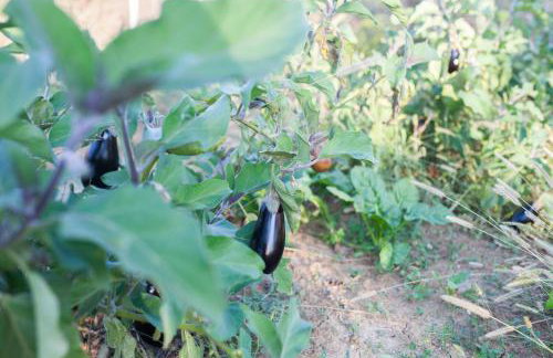 Fairy of Velebit unique countryside house - Photo 57