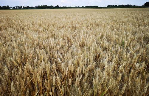 Apartment "Paris" - Photo 69