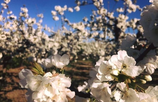 Quinta da Pereira - Foto 23