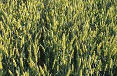 Apartaments Am Schloß - Foto 52