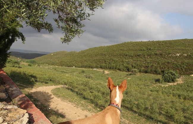 Masia Heredad La Boquilla - Foto 46