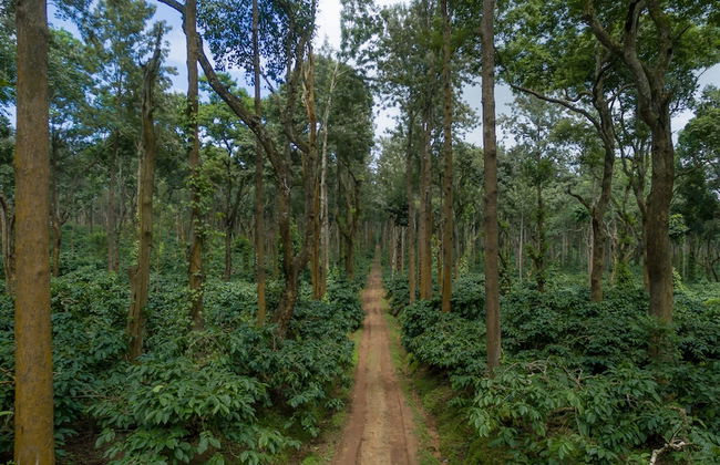 Ama Plantation Trails , Coorg - Foto 80