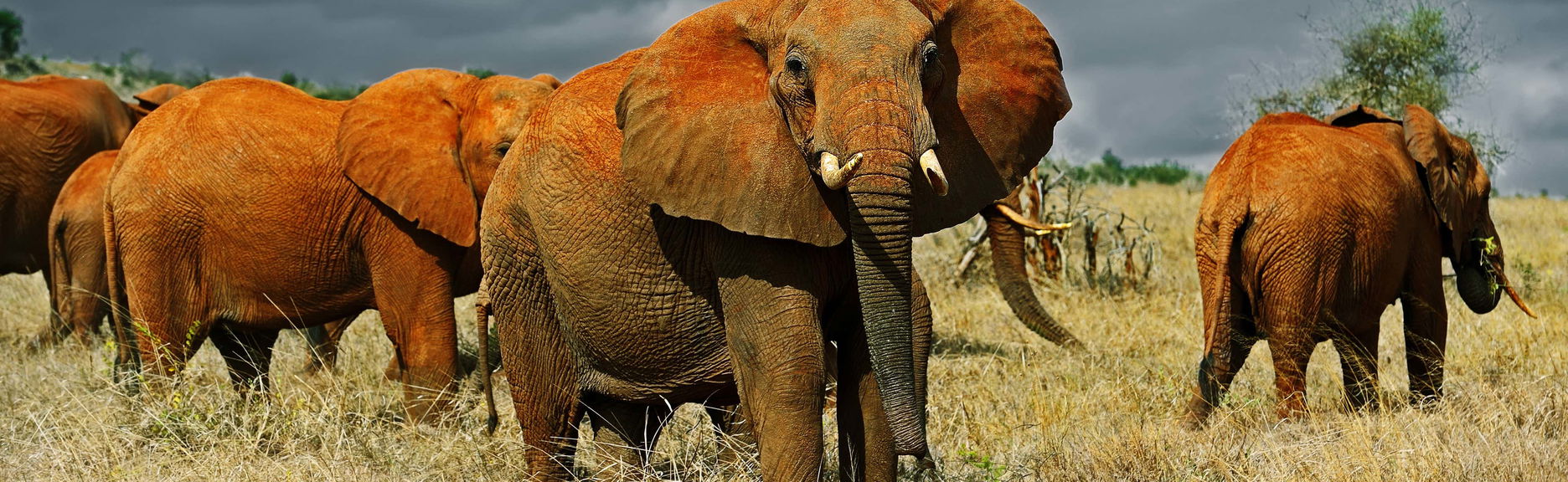 Safari privé dans le parc national de Tsavo East