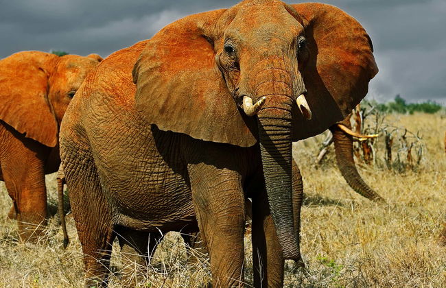 Safari privado por el Parque Nacional de Tsavo East - Foto 1