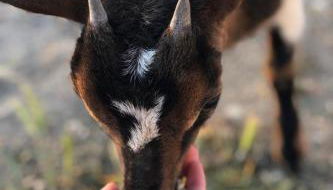 Monte da Rochela - Foto 5