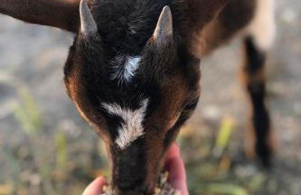 Monte da Rochela - Foto 5