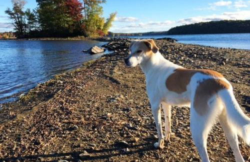 Log Cabin at Naughty Dog Private Island - Foto 12