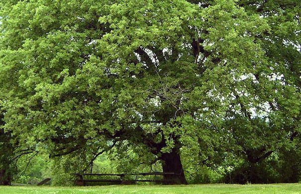Poggio Del Castagno - Foto 12