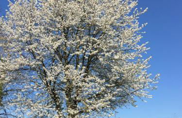 Winzerhof Bitzenhofer - Foto 23