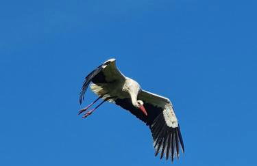 Ferienwohnung Haloi - Foto 23