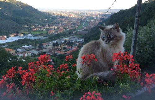 Podere Scoglio d'Oro - Foto 47