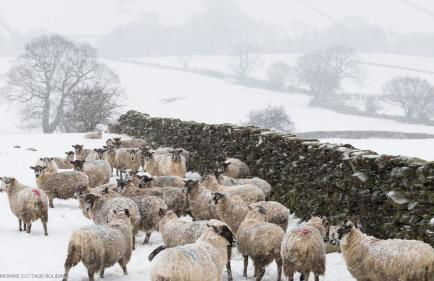 Grange Cottage - Foto 43