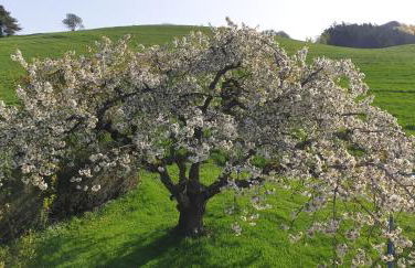 Ferienwohnung Schmotzle - Foto 15