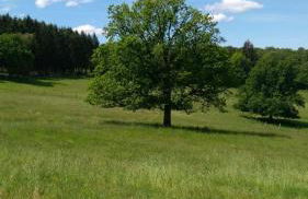 Ferientraum-am-Rothaarsteig - Foto 18