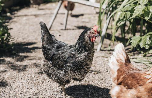 Flaschtal-Hof - Foto 12