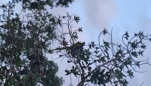 Tiny House das Araras - Foto 4