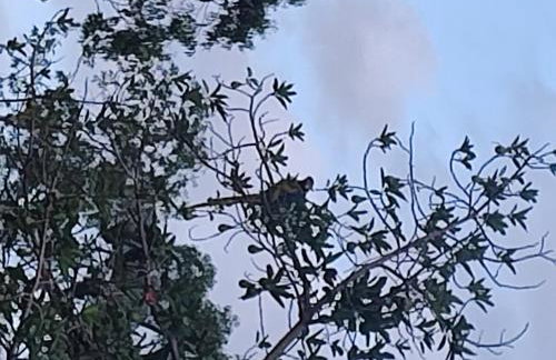 Tiny House das Araras - Foto 4