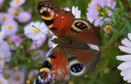 Apartment Curly - Foto 20