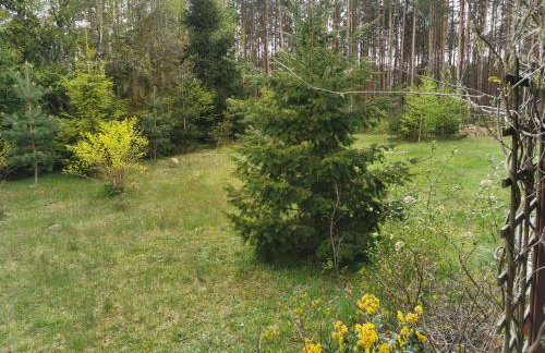 Leśne Wspomnienia - Foto 12