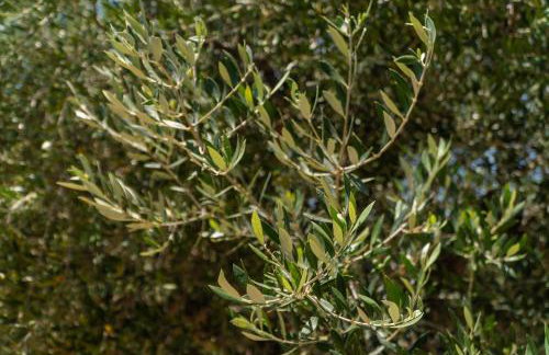 Messenian Serenity - Foto 43