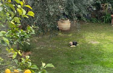 Villa Angelina Holiday Homes I Casa Limone I A pochi chilometri da Sanremo e il suo Festival I Giardino I Parcheggio privato - Photo 30