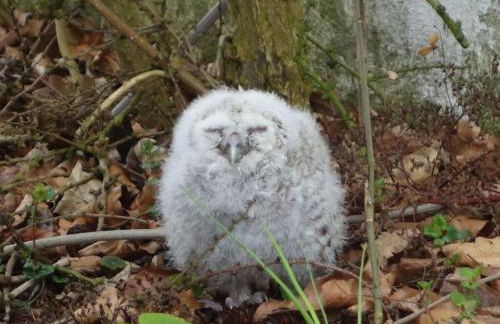 Romantic Thatched Roof House - Foto 57