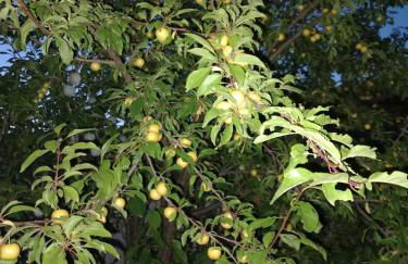 Gite la Tourterelle en Auvergne - Photo 37