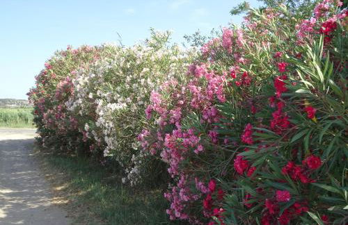 Domaine du Petit Tournebelle - Foto 75