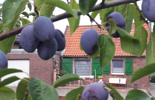 Gemütliches Häuschen im Alten Land - Foto 3