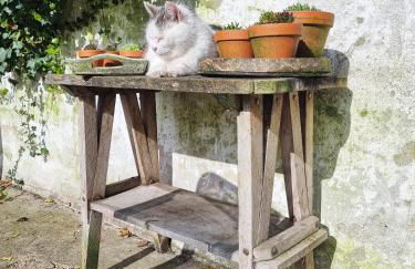 200 Jahre altes Landhaus mit Tieren - Foto 23