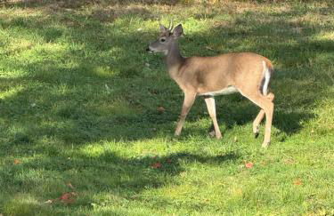 Mountain Retreat in the Catskills - Foto 29