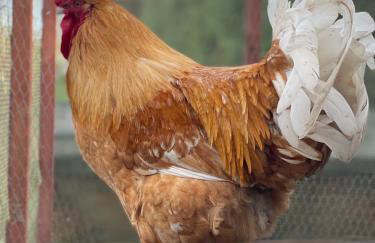 Agro na Wapniarni - Foto 7