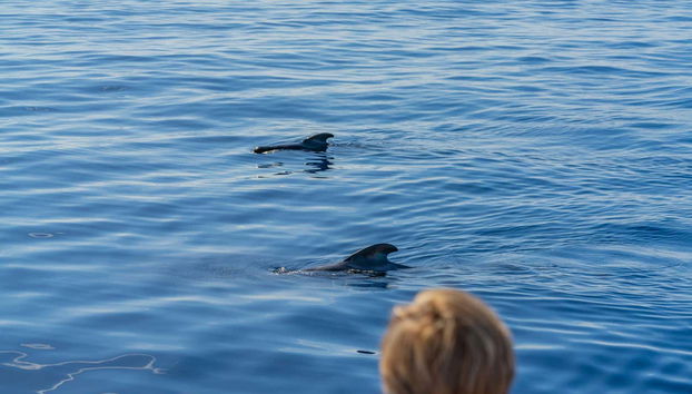 Check out the pilot whales!