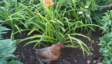 Oase der Geborgenheit - Foto 3