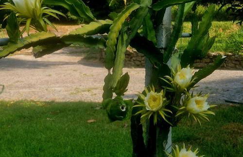 Quinta de S. Vicente 317 - Foto 6