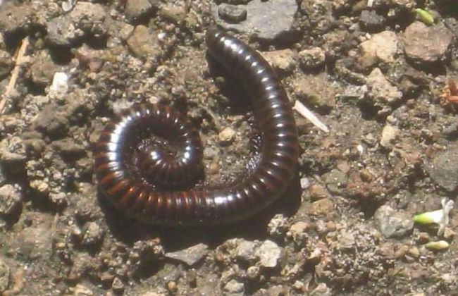 Berkey's Jungle Paradise - Photo 72