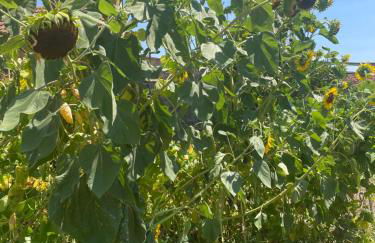 Quinta Ti Lita - Foto 40