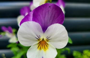 Haus am Walde - Foto 35