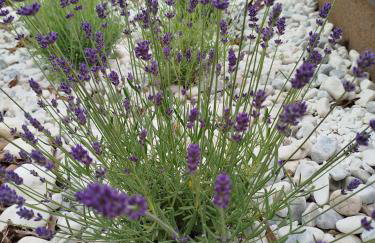 Apartament Lawendowy - Foto 22