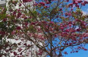 Apartamento Emaús - Foto 2