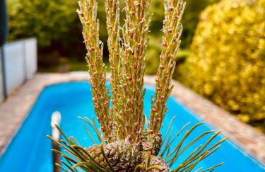 Ferienhaus Fuxbau - Foto 38