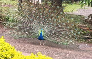 Ananda Multiverse Evolve 15' from the Botanical Garden - Foto 2