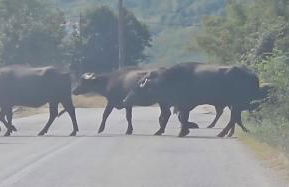 Kerkini's Harmony House - Foto 43