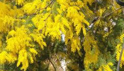 El Giardino delle Rose..... - Foto 2