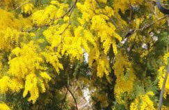 El Giardino delle Rose..... - Foto 2