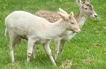 Peak Retreat - Foto 40