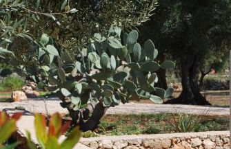 Tenuta Serre - Foto 29