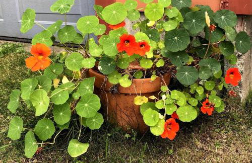 Peaceful Cozy Cottage in the Vermont Woods - Foto 18